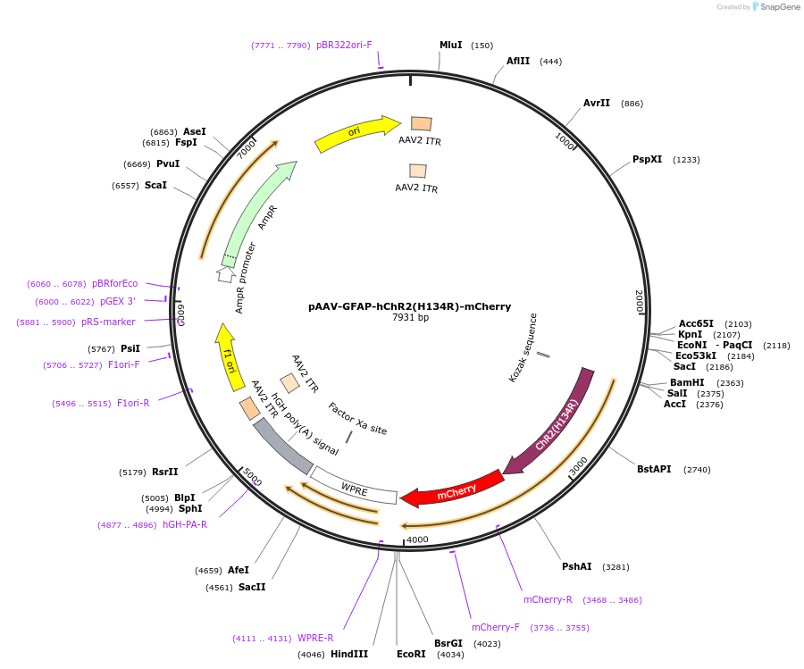 27055-plasmid-map-sequence-id-12796