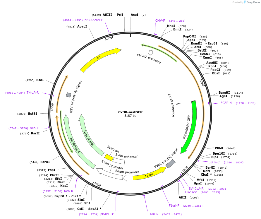 69019-plasmid-map-sequence-id-127981