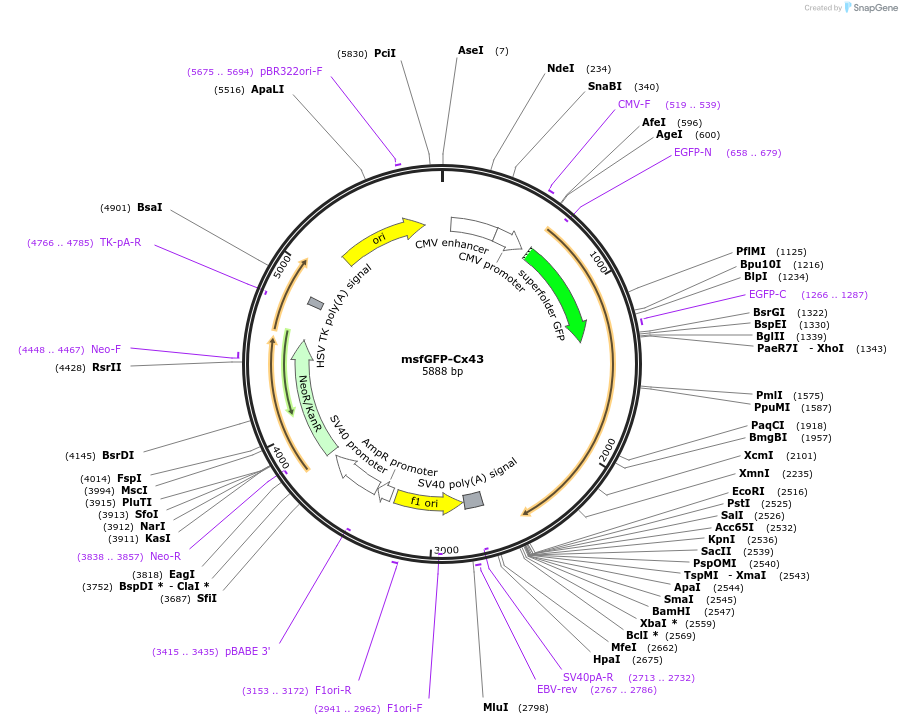 69024-plasmid-map-sequence-id-127982