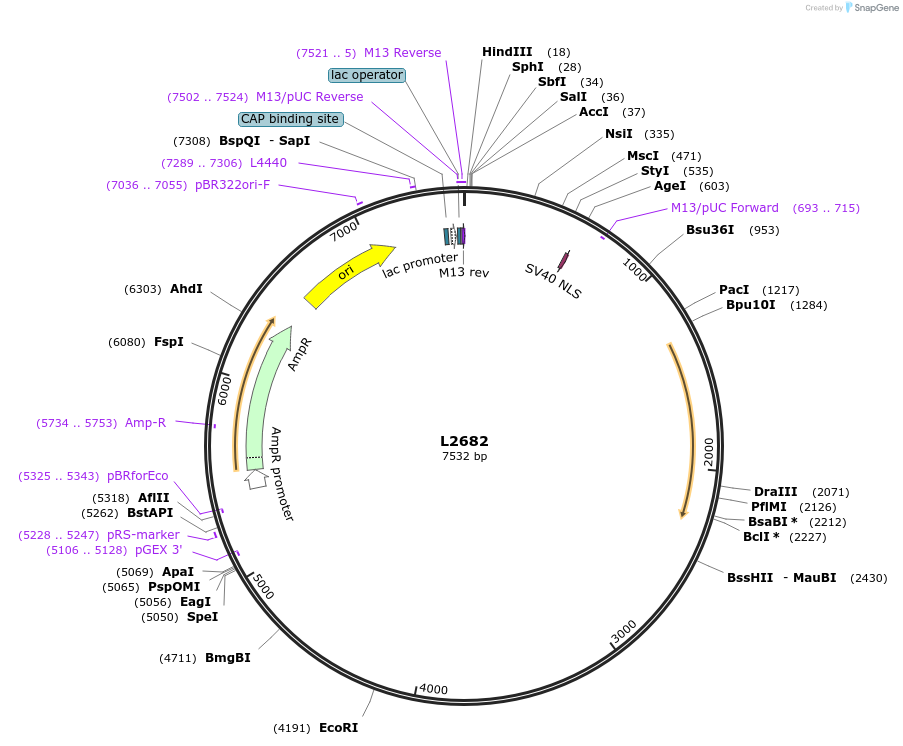 1518-plasmid-map-sequence-id-128