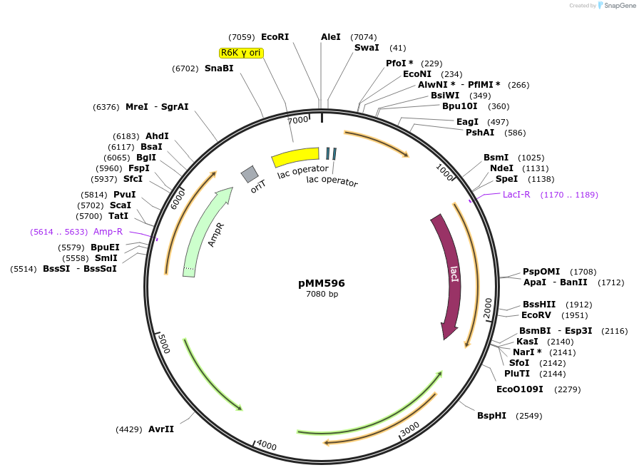 68885-plasmid-map-sequence-id-128008