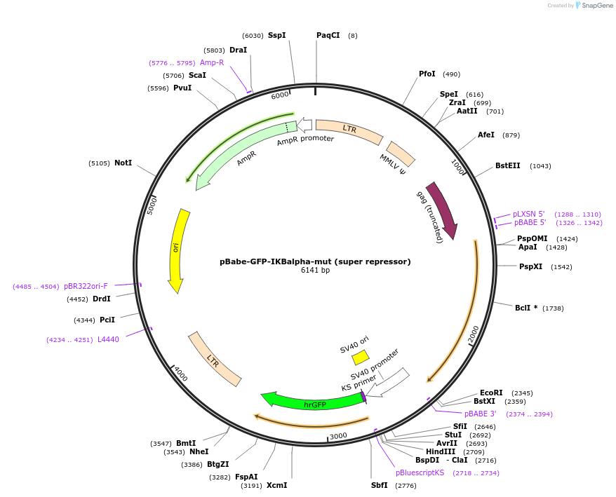 15264-plasmid-map-sequence-id-128047