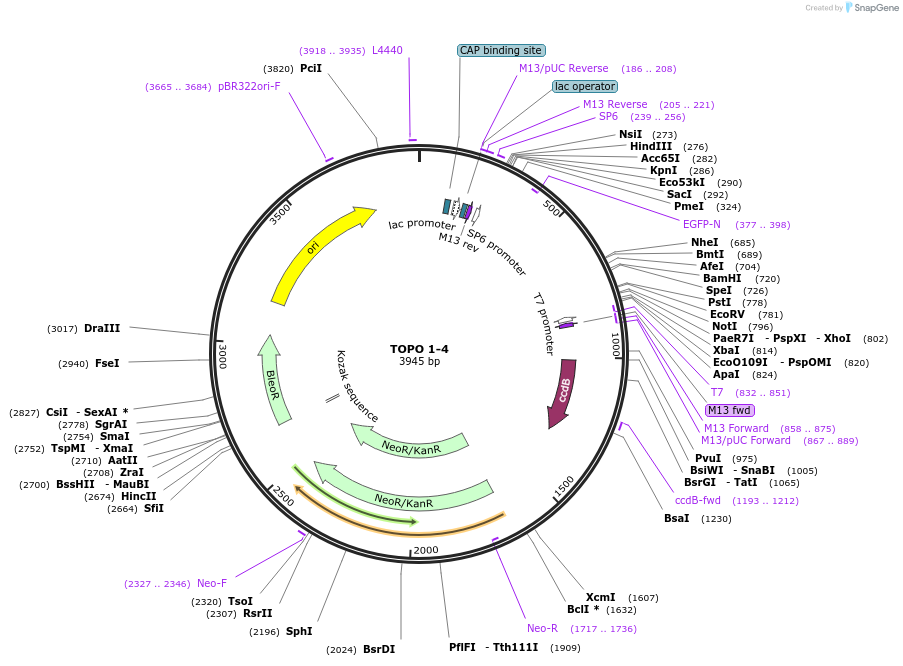 68409-plasmid-map-sequence-id-128080