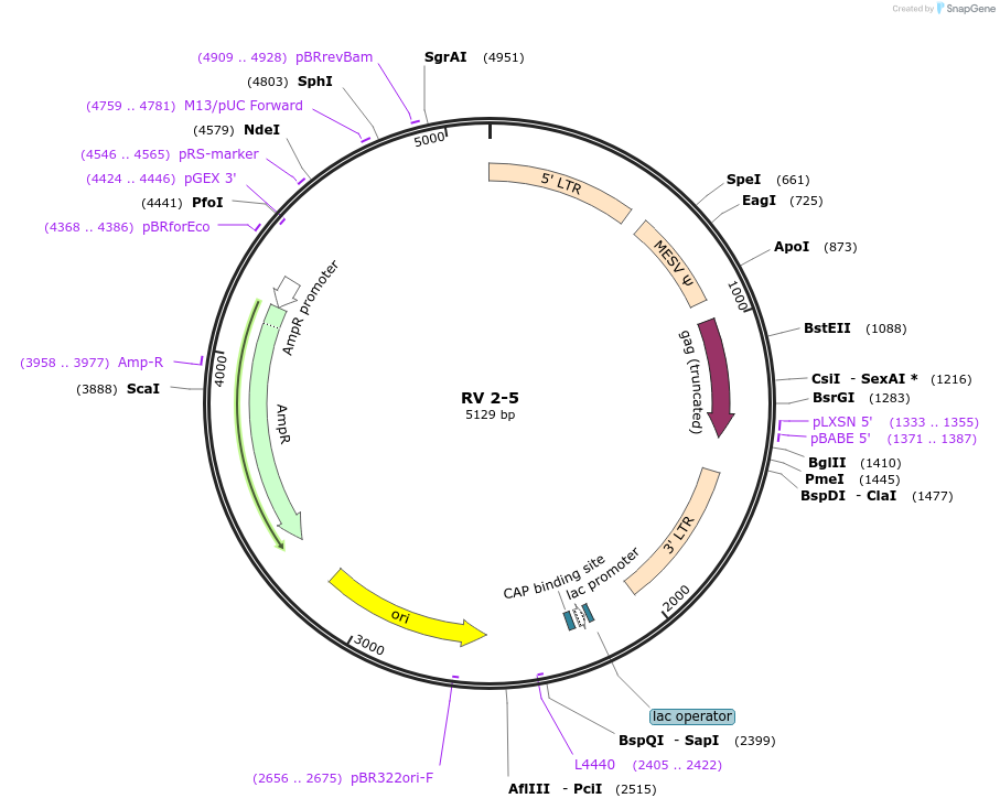 68410-plasmid-map-sequence-id-128081