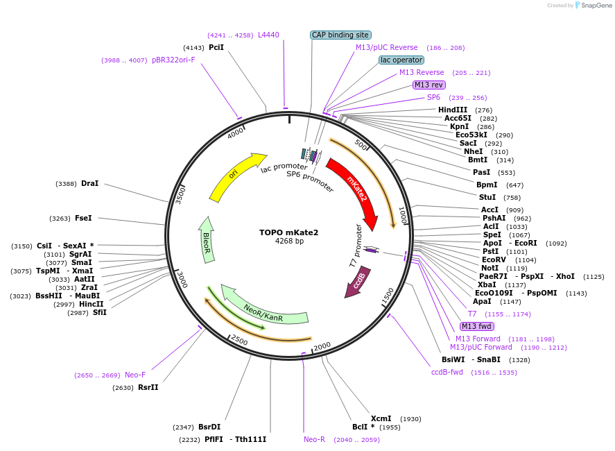68441-plasmid-map-sequence-id-128082