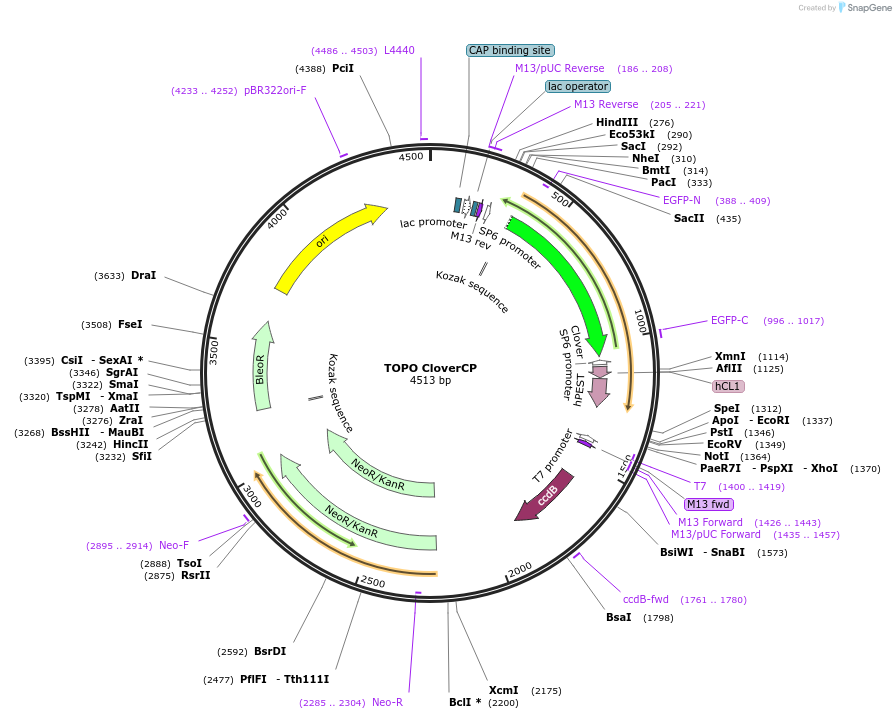 68444-plasmid-map-sequence-id-128085