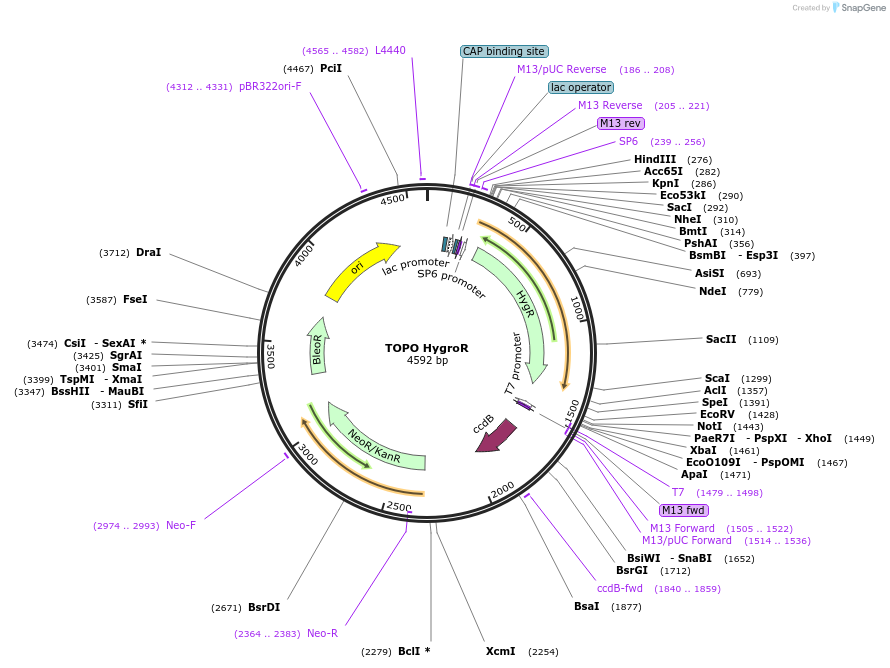 68445-plasmid-map-sequence-id-128086