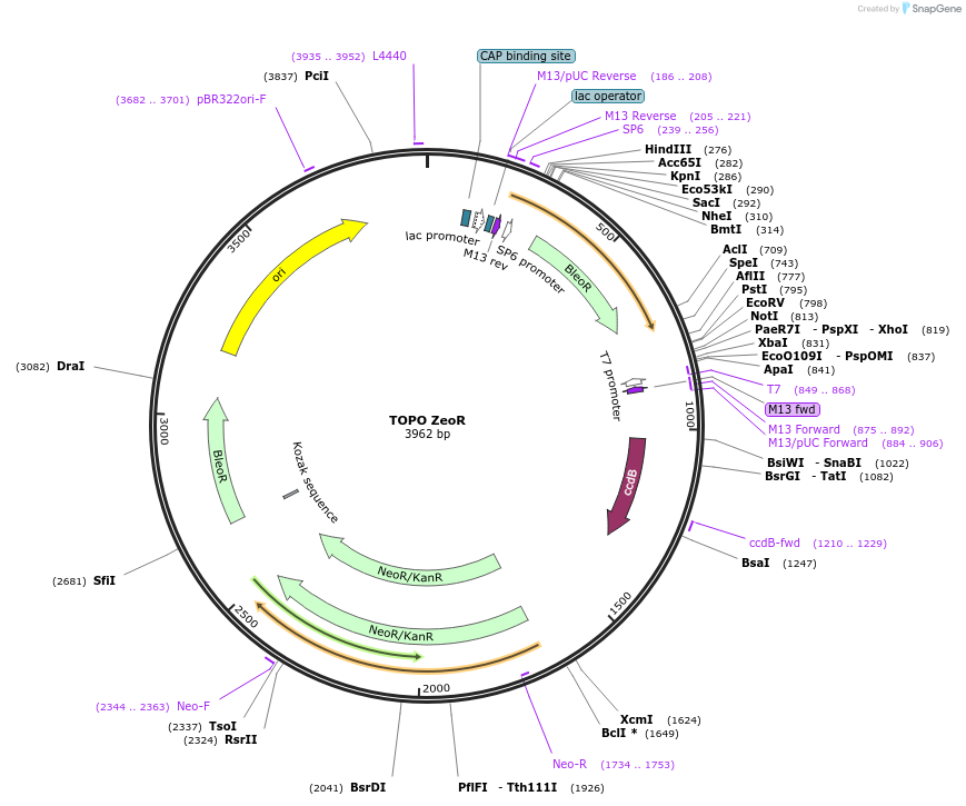 68446-plasmid-map-sequence-id-128087