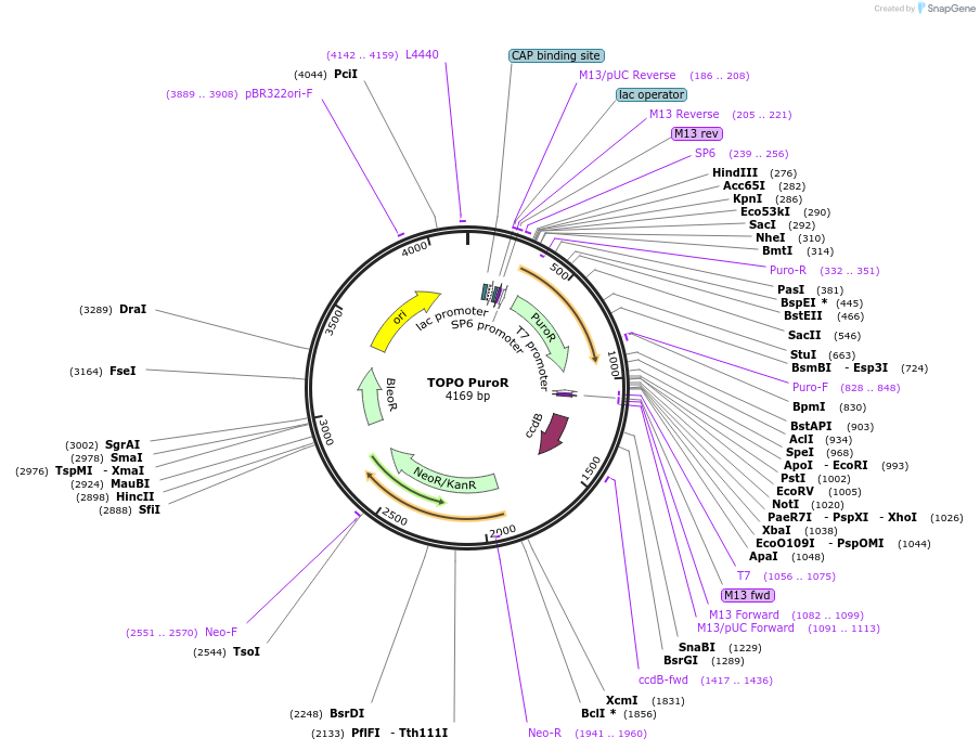 68447-plasmid-map-sequence-id-128088