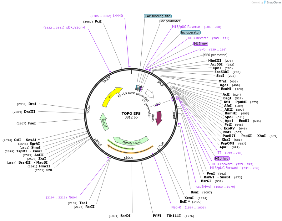 68451-plasmid-map-sequence-id-128092