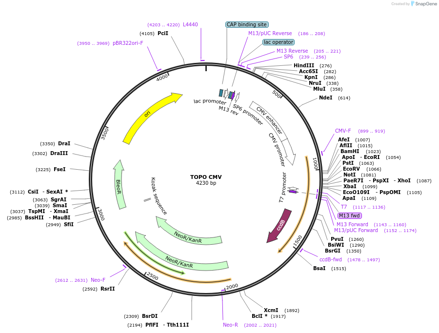 68454-plasmid-map-sequence-id-128095