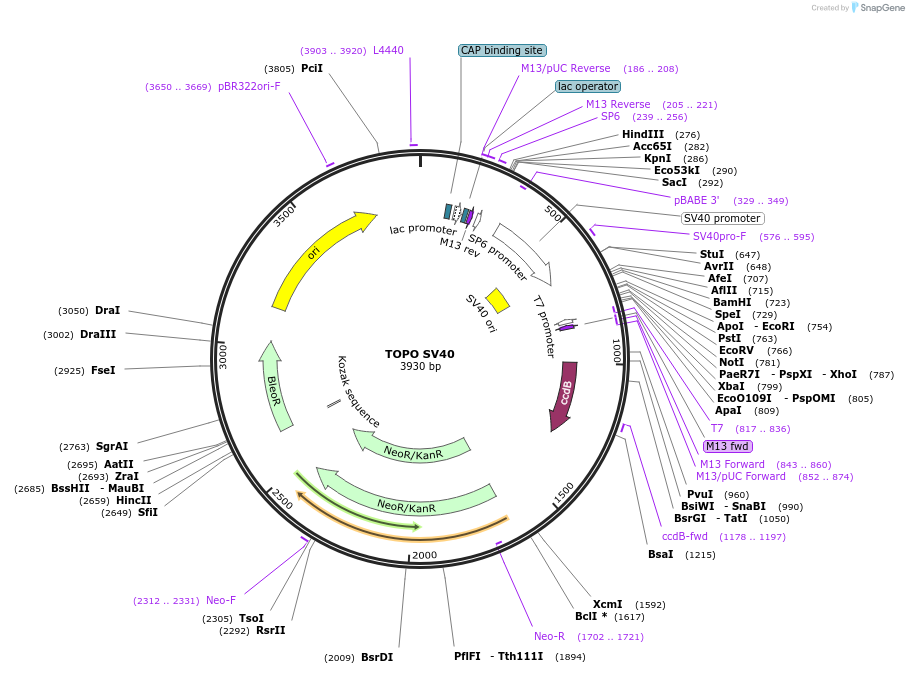 68455-plasmid-map-sequence-id-128096