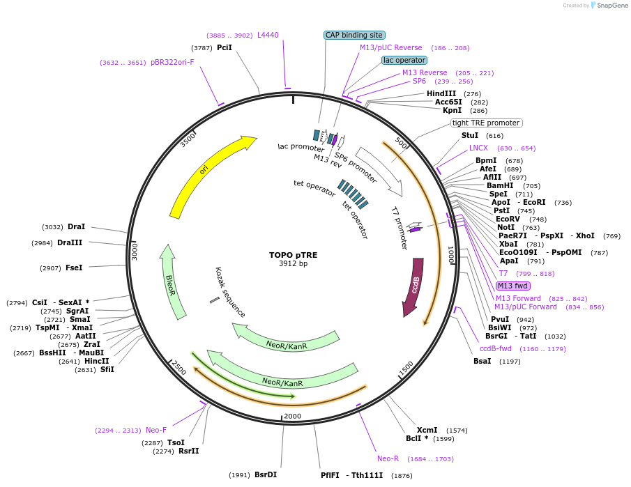 68457-plasmid-map-sequence-id-128098