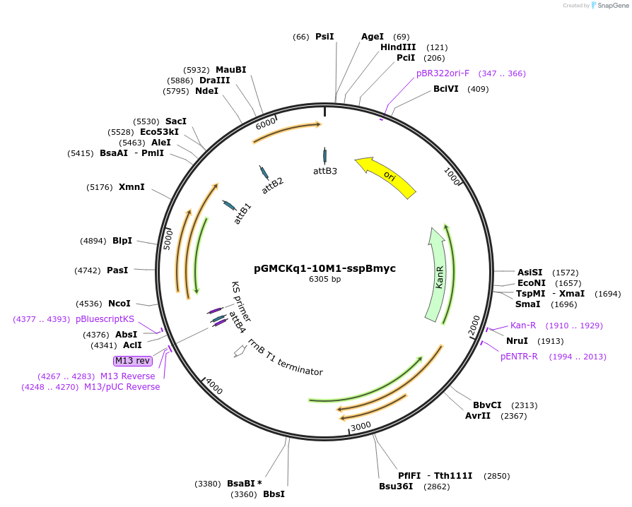 27069-plasmid-map-sequence-id-12810