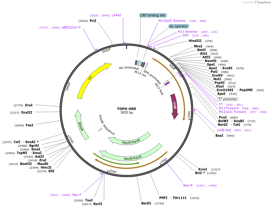68458-plasmid-map-sequence-id-128100