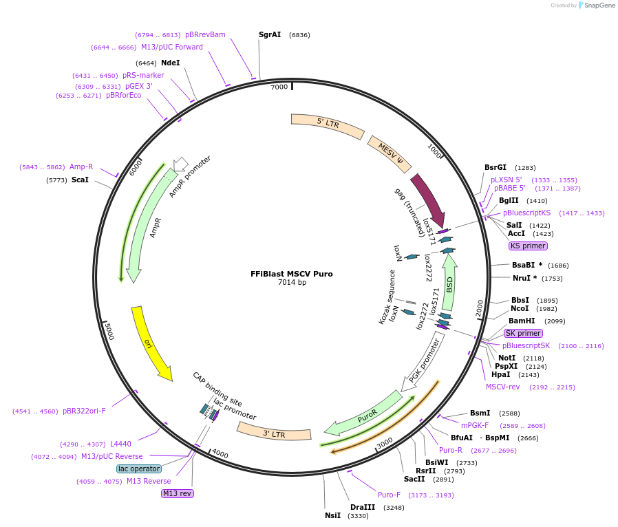 68464-plasmid-map-sequence-id-128101