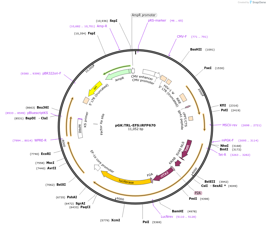 68475-plasmid-map-sequence-id-128107