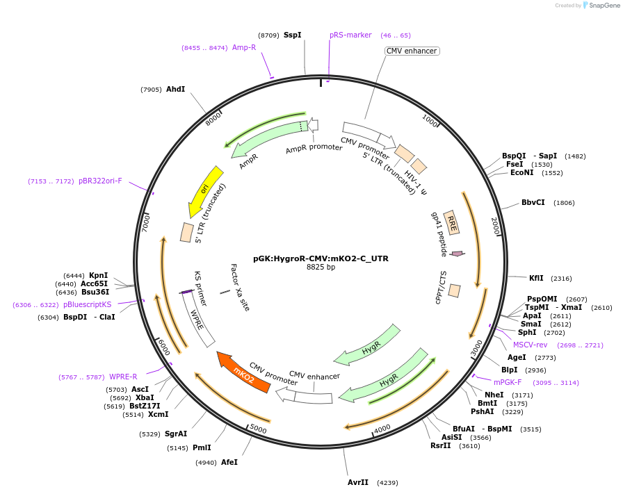 68481-plasmid-map-sequence-id-128110