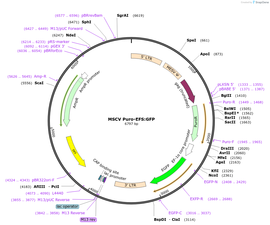 68484-plasmid-map-sequence-id-128113