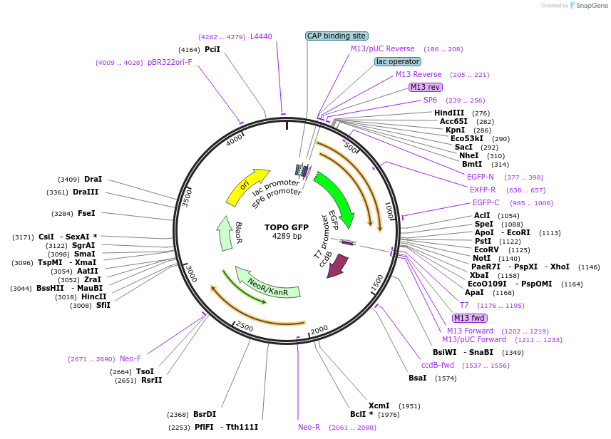 68488-plasmid-map-sequence-id-128115