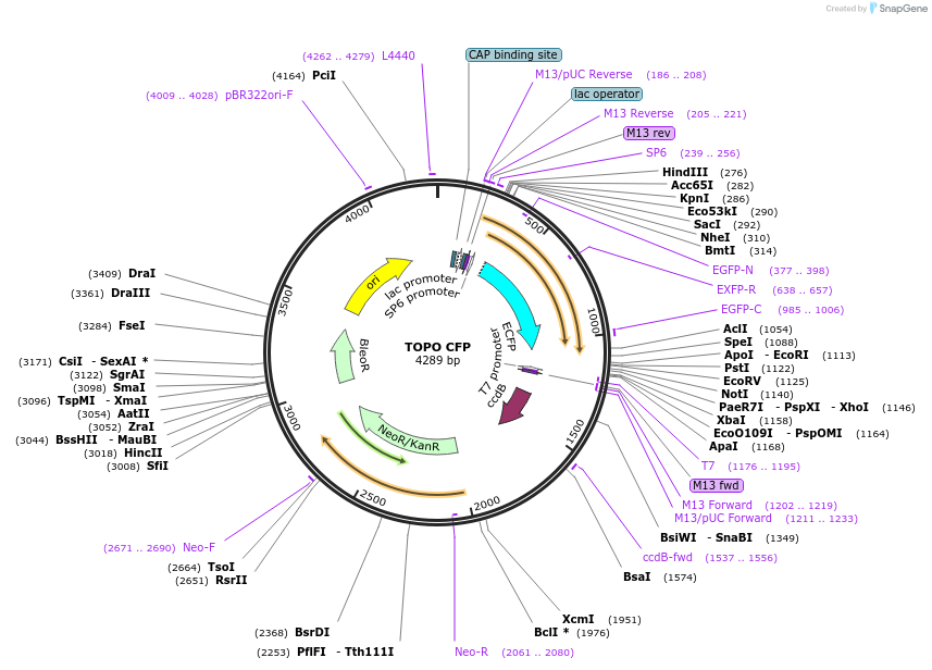 68489-plasmid-map-sequence-id-128117