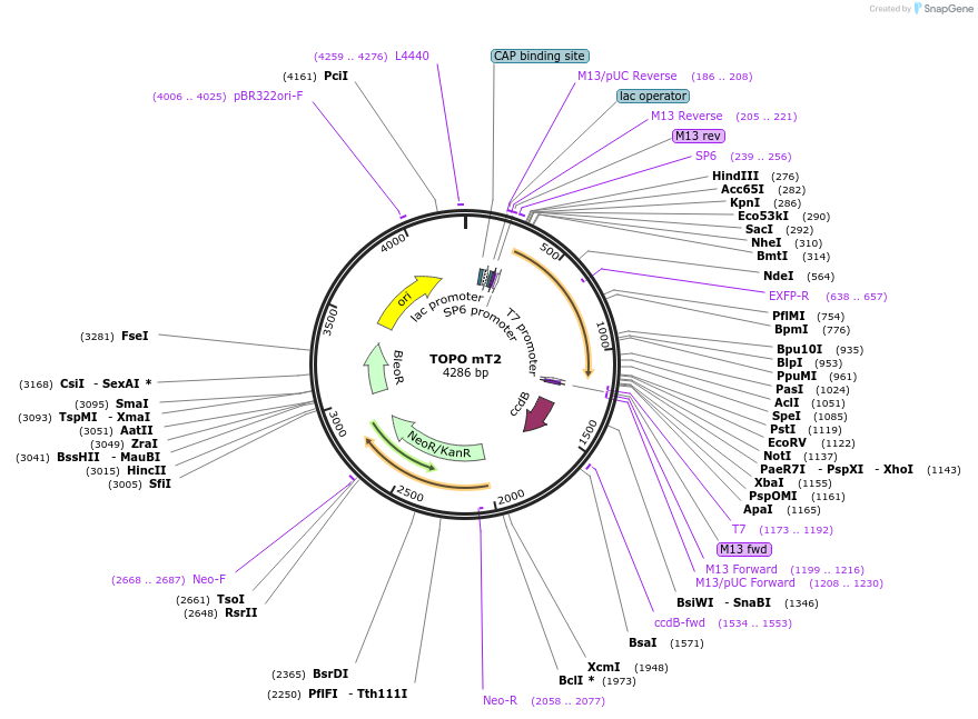 68491-plasmid-map-sequence-id-128119