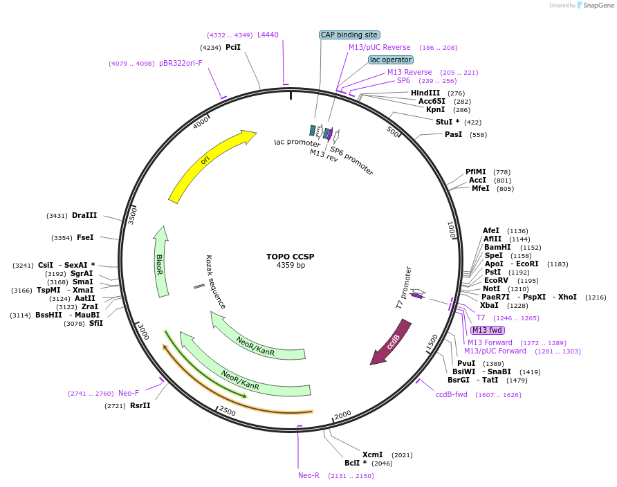 68453-plasmid-map-sequence-id-128125