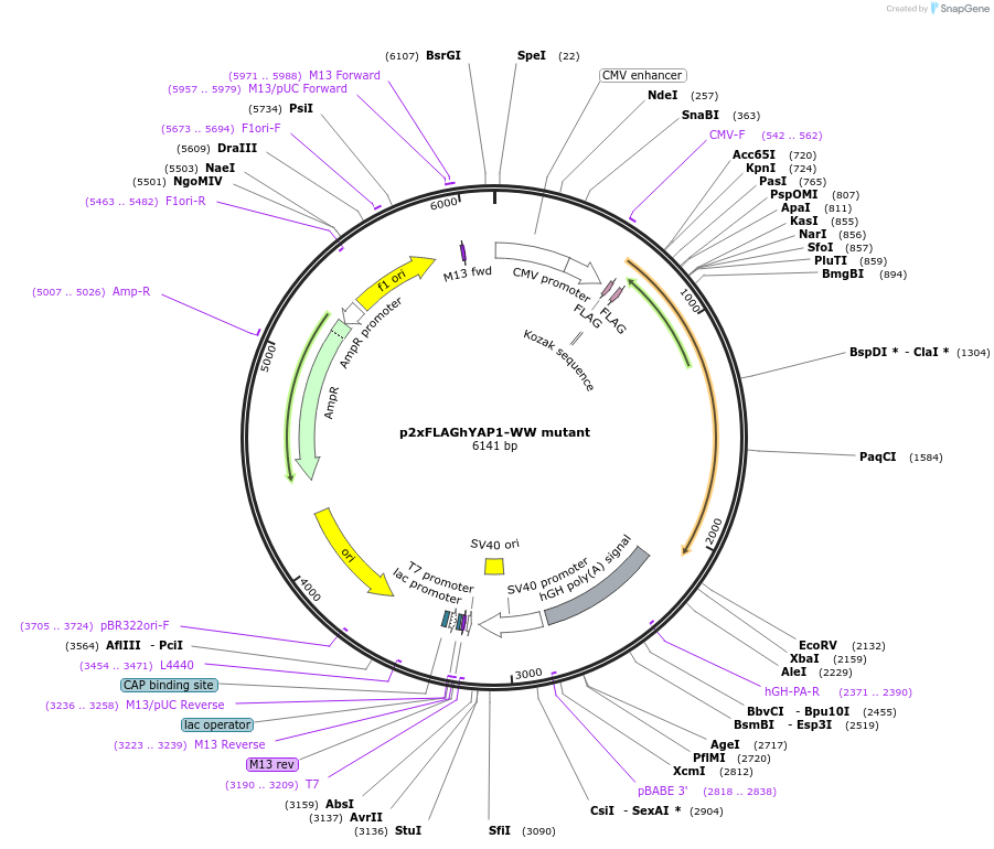 17792-plasmid-map-sequence-id-128132