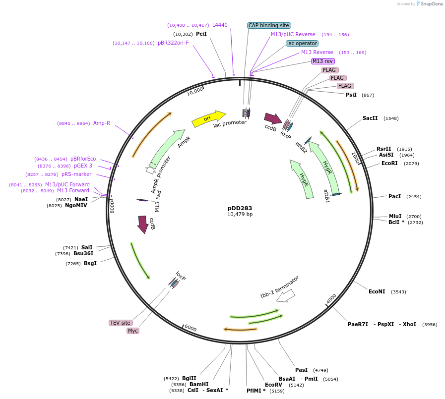 66824-plasmid-map-sequence-id-128137