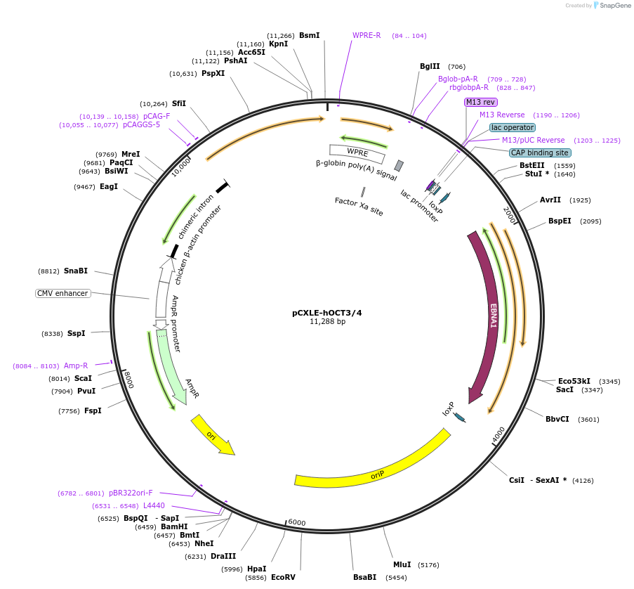 27076-plasmid-map-sequence-id-12814
