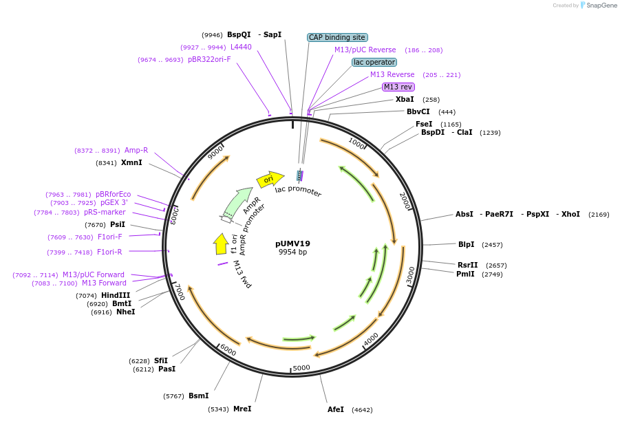 67161-plasmid-map-sequence-id-128142