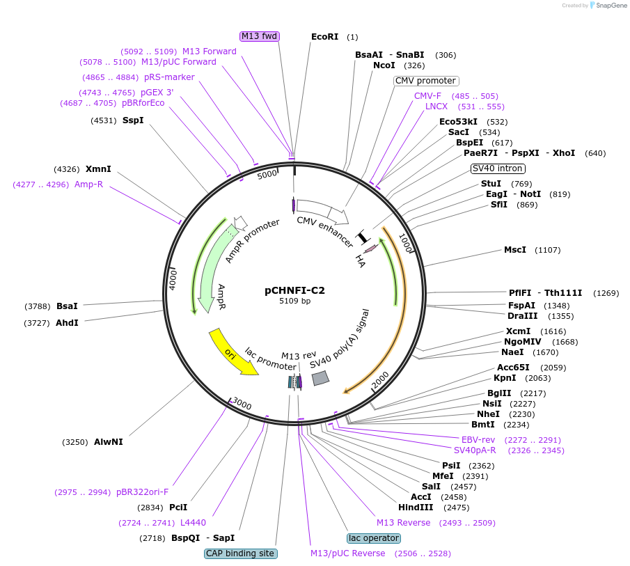 31403-plasmid-map-sequence-id-128149