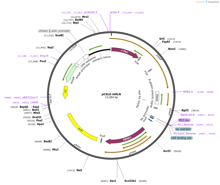 27079-plasmid-map-sequence-id-12817