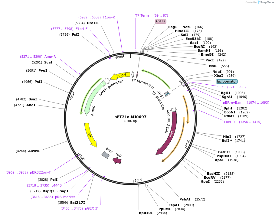 11411-plasmid-map-sequence-id-128171