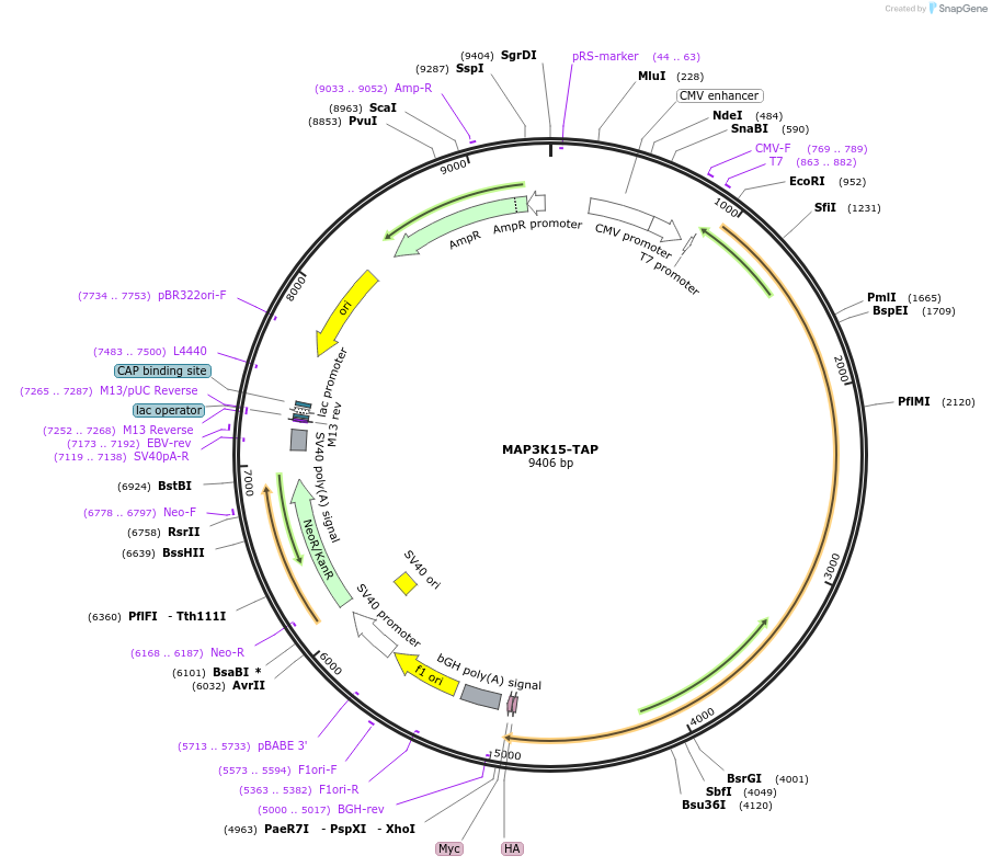 69728-plasmid-map-sequence-id-128183
