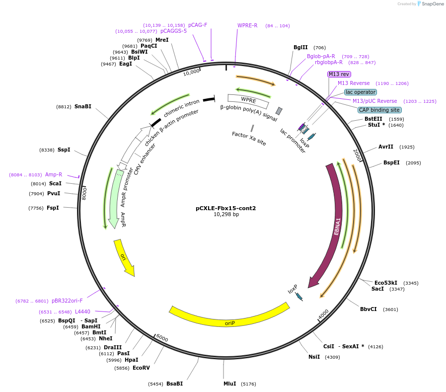 27081-plasmid-map-sequence-id-12819