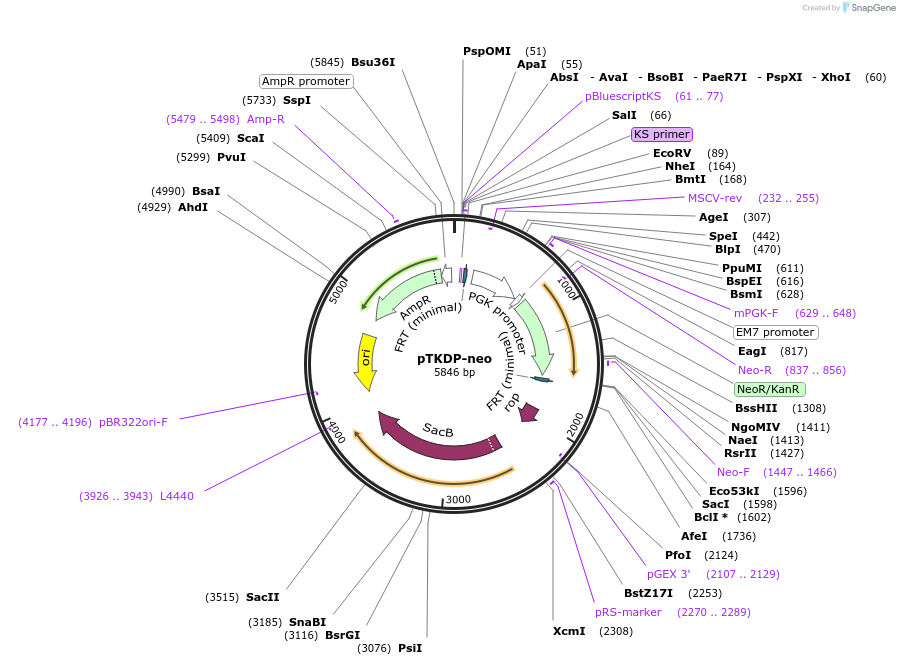 71320-plasmid-map-sequence-id-128203