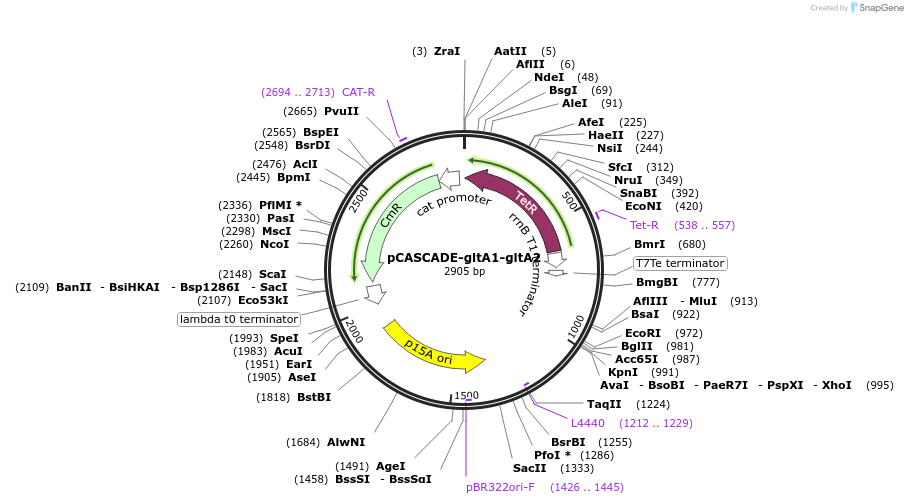 71348-plasmid-map-sequence-id-128226