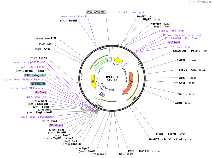 69200-plasmid-map-sequence-id-128238