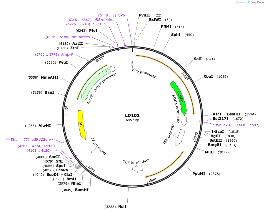 69160-plasmid-map-sequence-id-128240