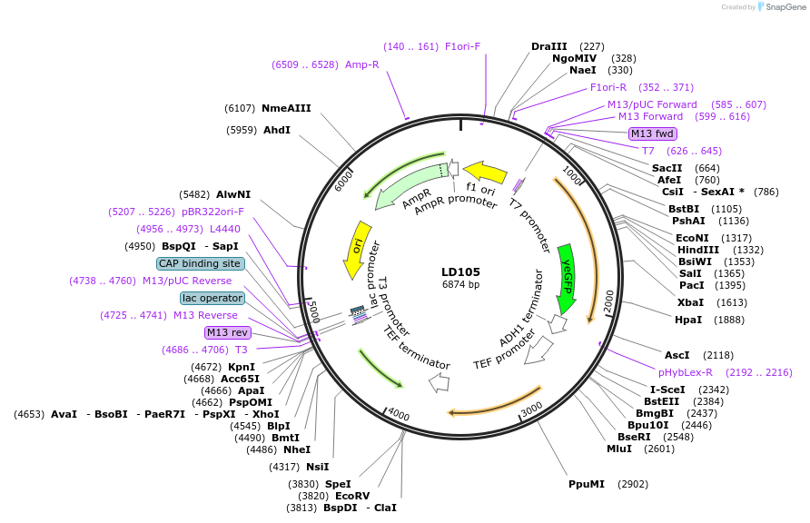69162-plasmid-map-sequence-id-128241
