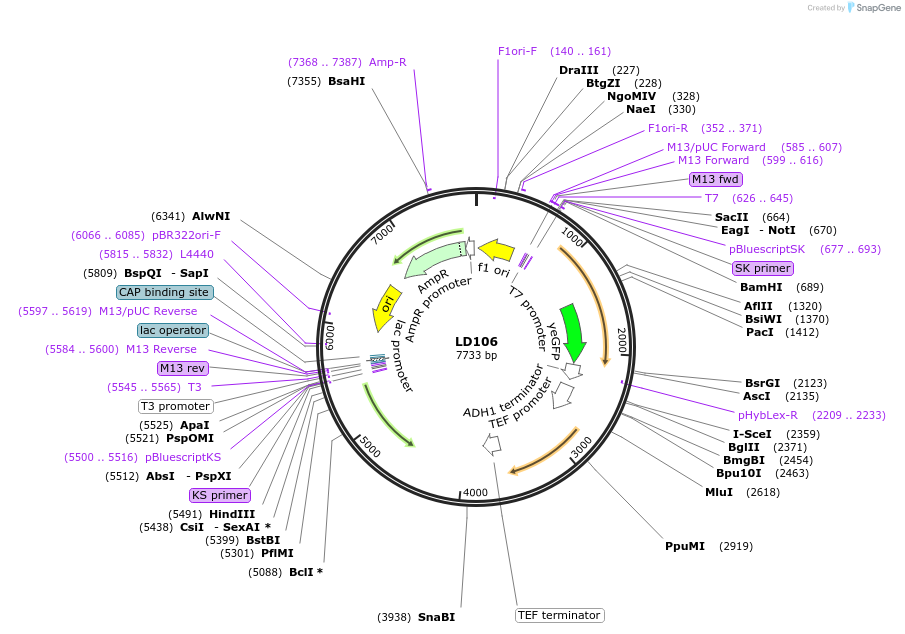 69163-plasmid-map-sequence-id-128242