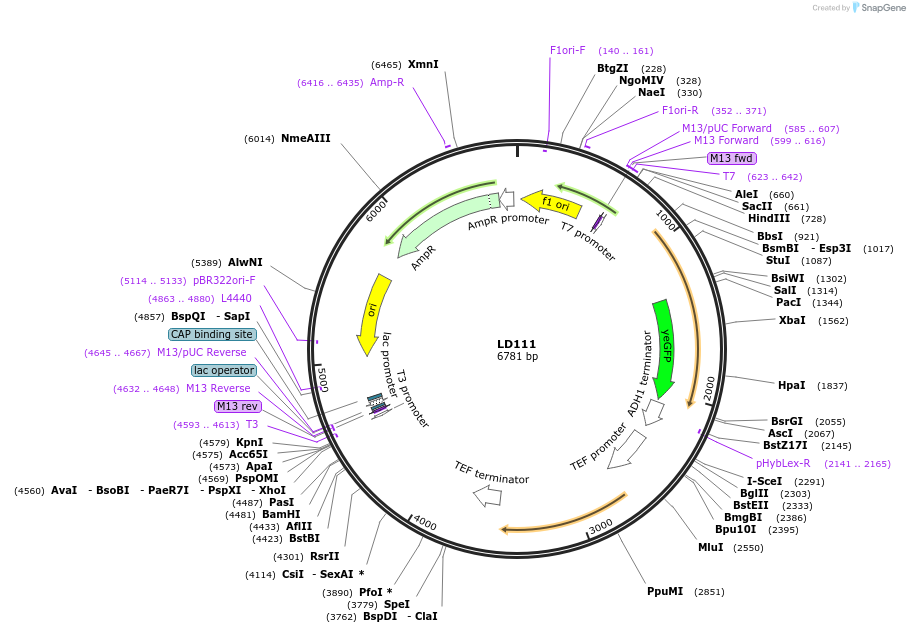 69165-plasmid-map-sequence-id-128243