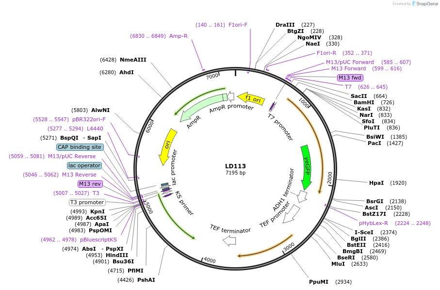 69166-plasmid-map-sequence-id-128244