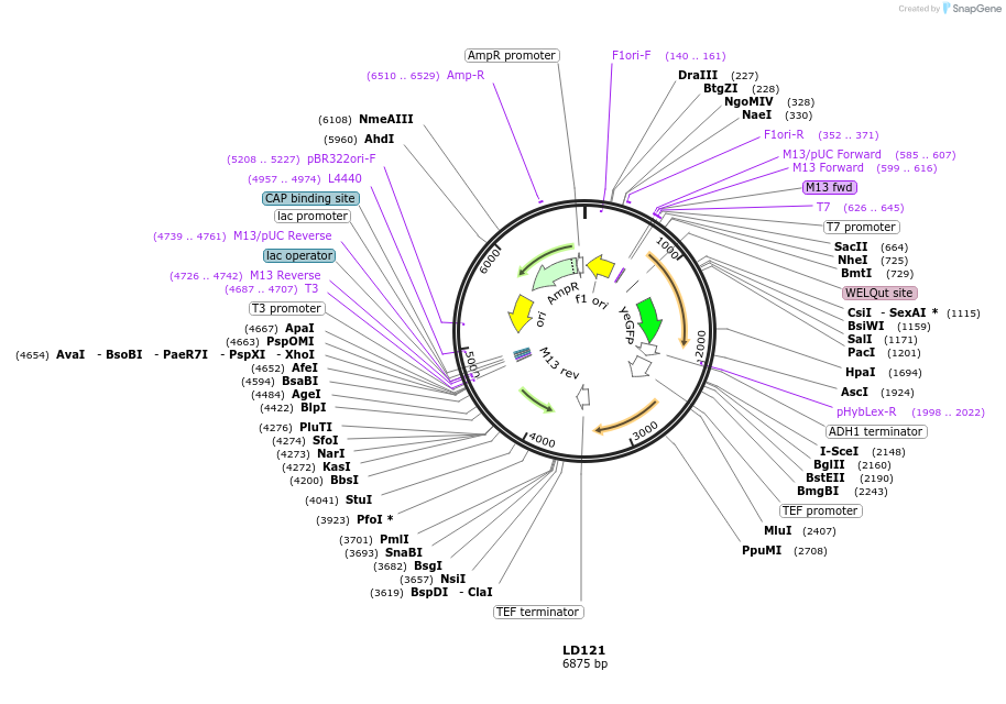 69172-plasmid-map-sequence-id-128247