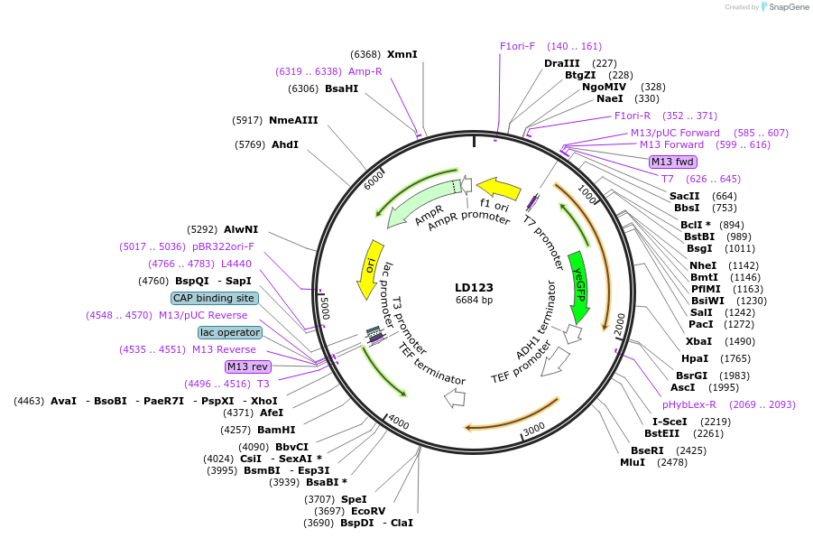 69173-plasmid-map-sequence-id-128249