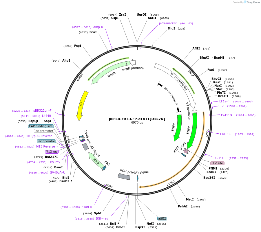 27100-plasmid-map-sequence-id-12825