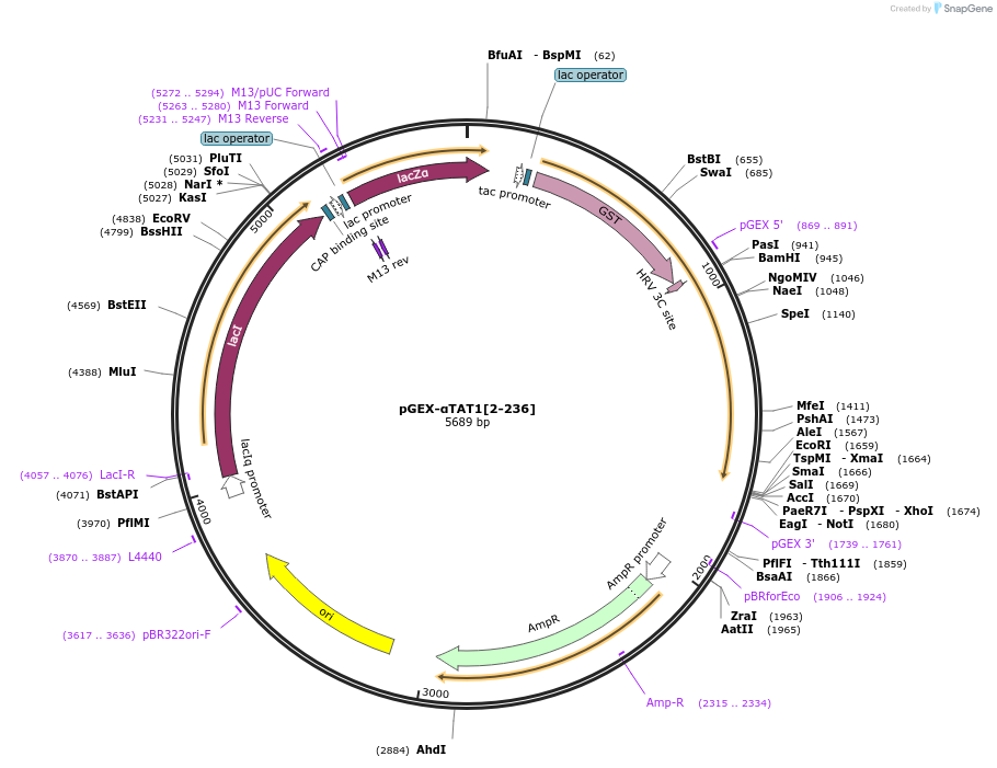 27101-plasmid-map-sequence-id-12826