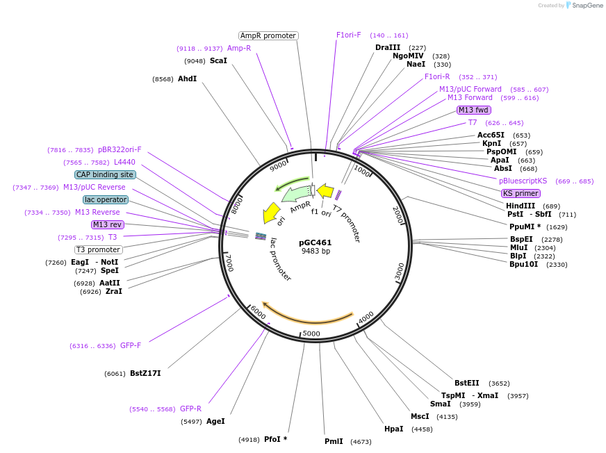 71363-plasmid-map-sequence-id-128265