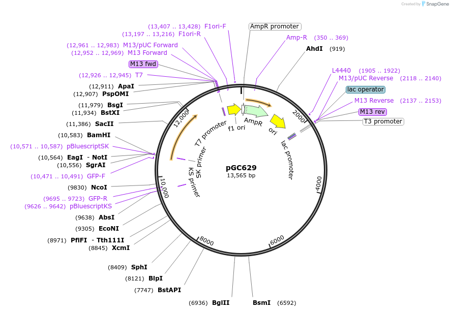 71364-plasmid-map-sequence-id-128266